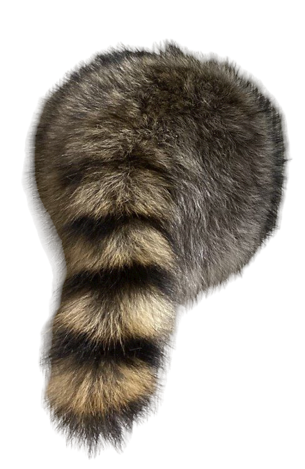 Raccoon Butt with Tail-wall mount