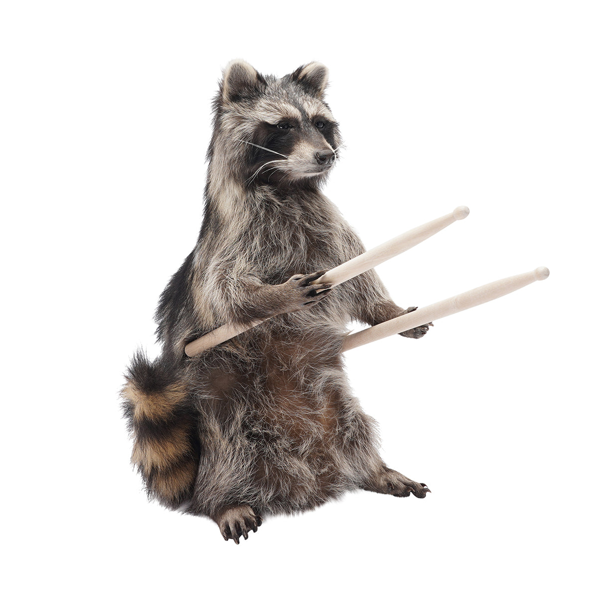 Raccoon Band Members