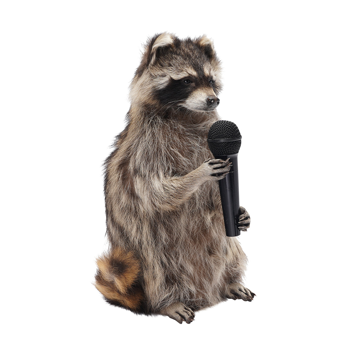 Raccoon Band Members