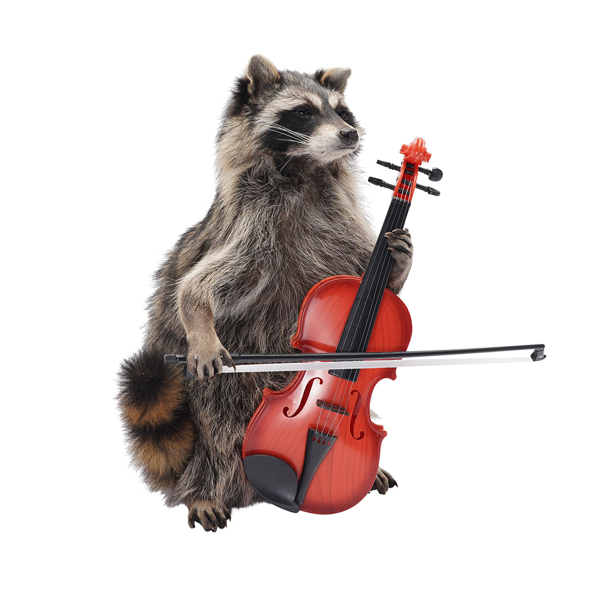 Raccoon Band Members