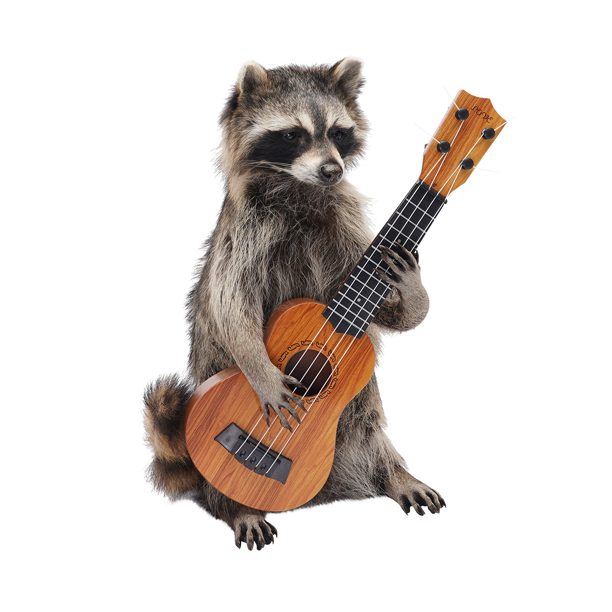Raccoon Band Members