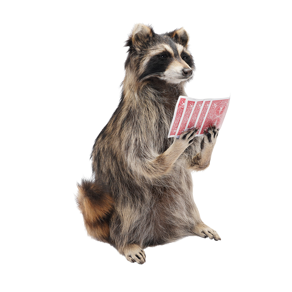 Poker Raccoon