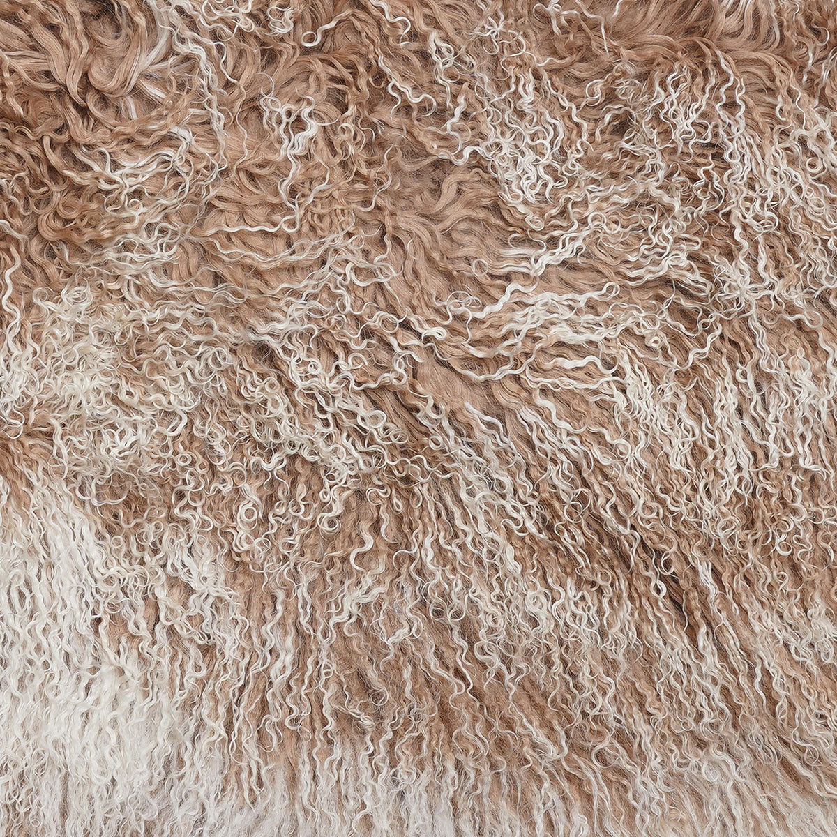 Champagne Tipped Tibetan Lamb