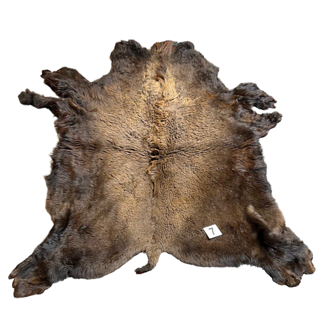 Buffalo Hide