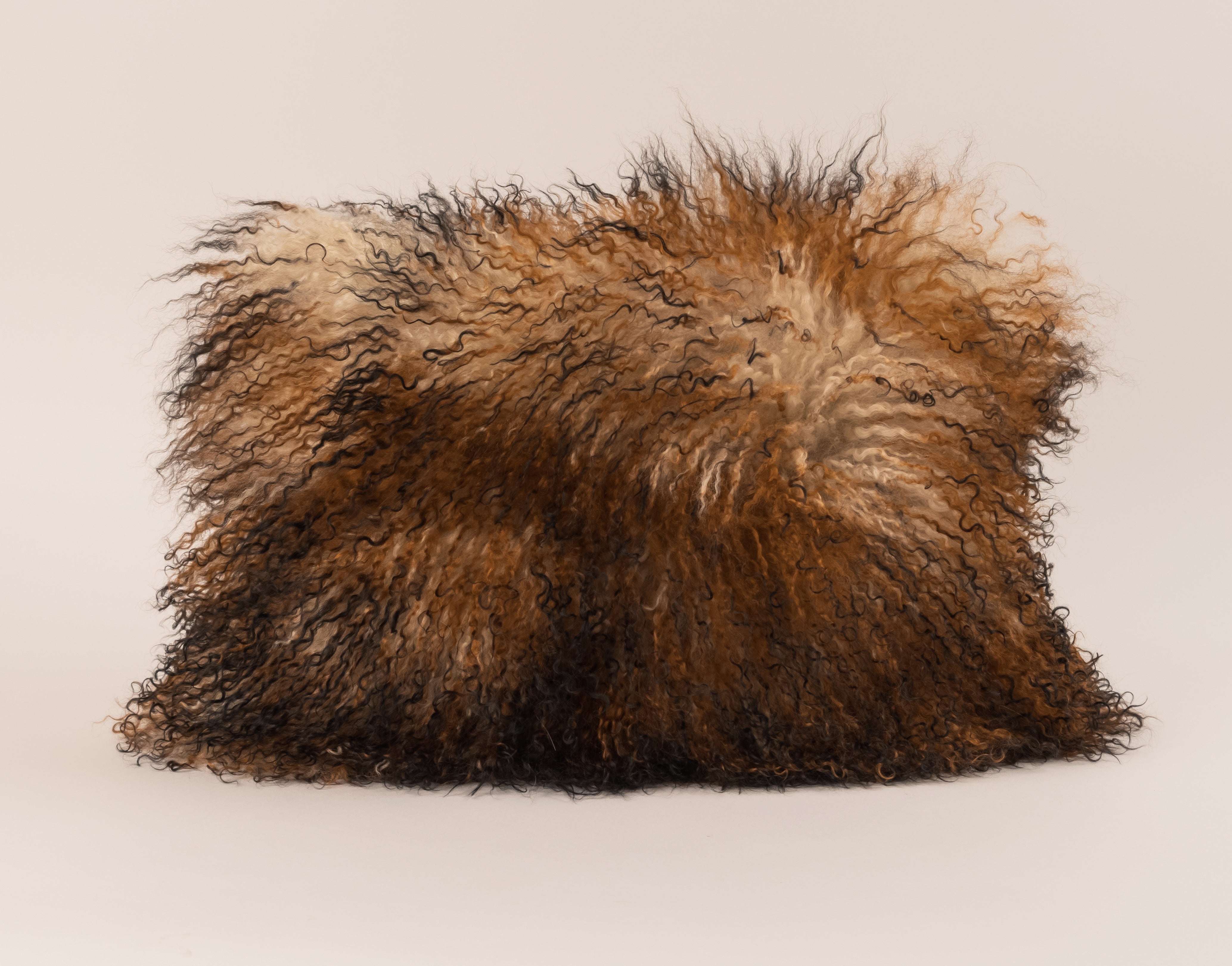 Tri color rust, chocolate and cream Tibetan lamb