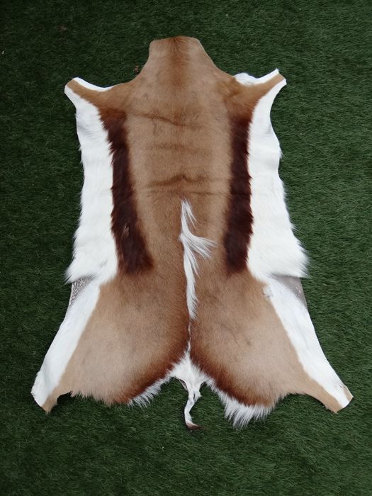 Springbuck Hide