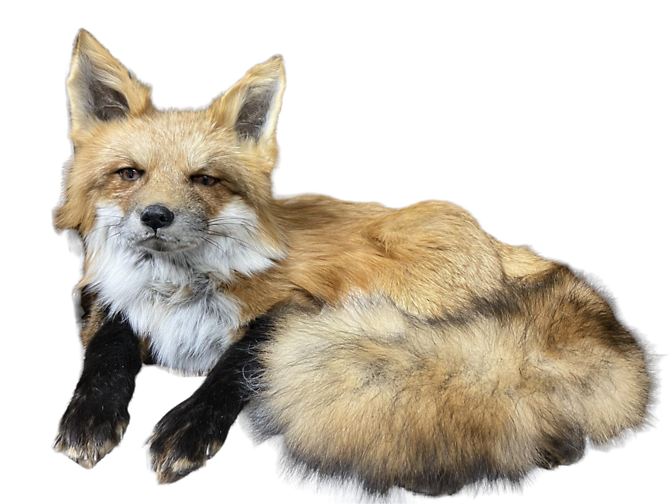 Fox Mount