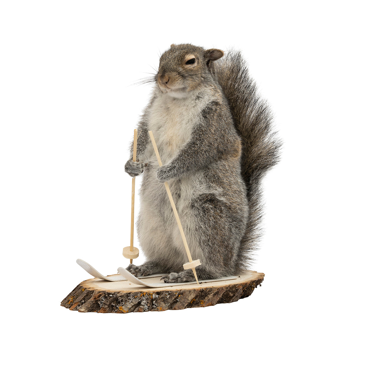 Skiing Squirrel