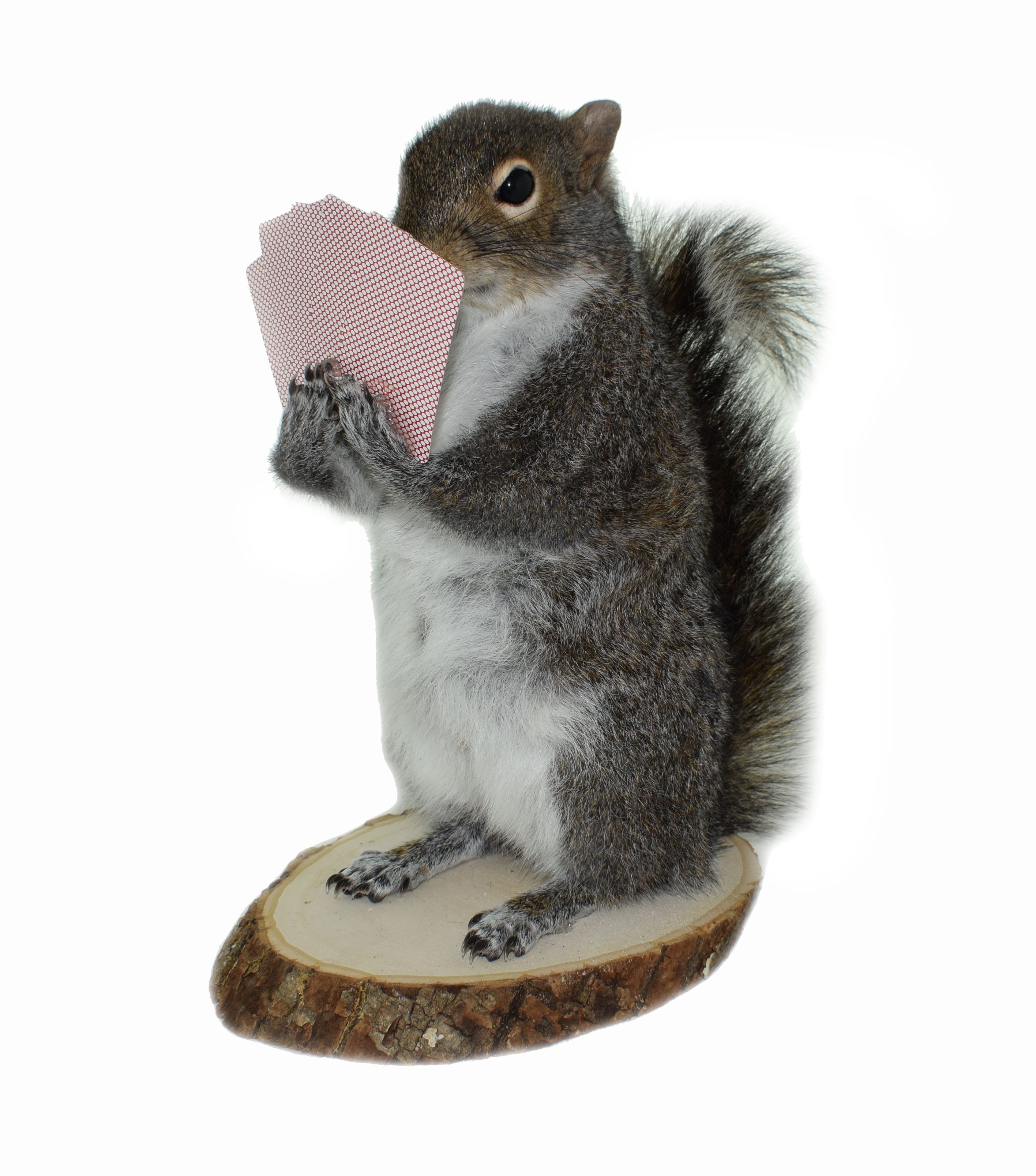 Poker Squirrel