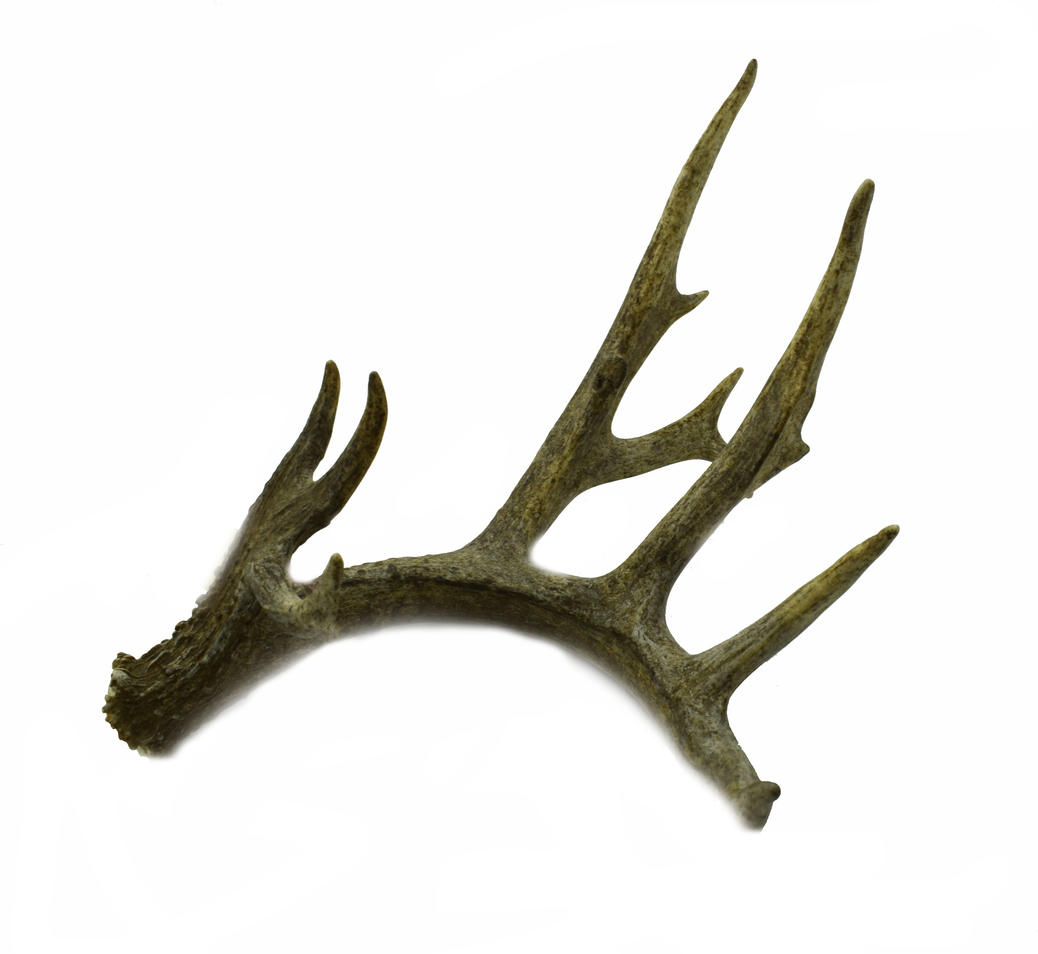 Deer Antler